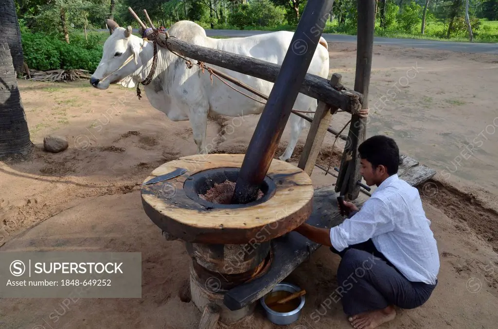 Burmese man in a Longyi or wrap-around skirt, and an ox which turns a simple stone mill for peanut oil production, Bagan, Pagan, Myanmar, Burma, South...