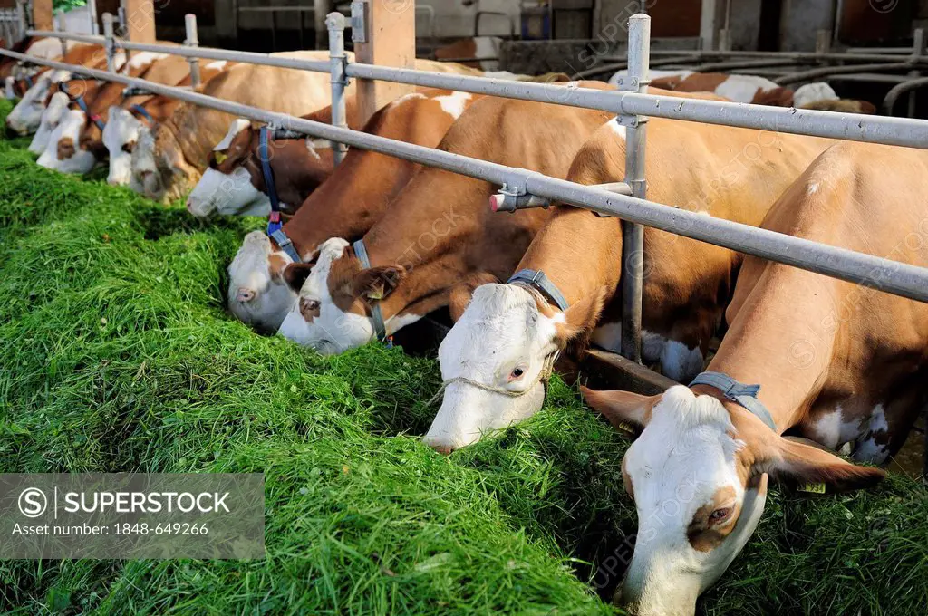 Cows in a stable eating fresh grass, Upper Bavaria, Bavaria, Germany, Europe
