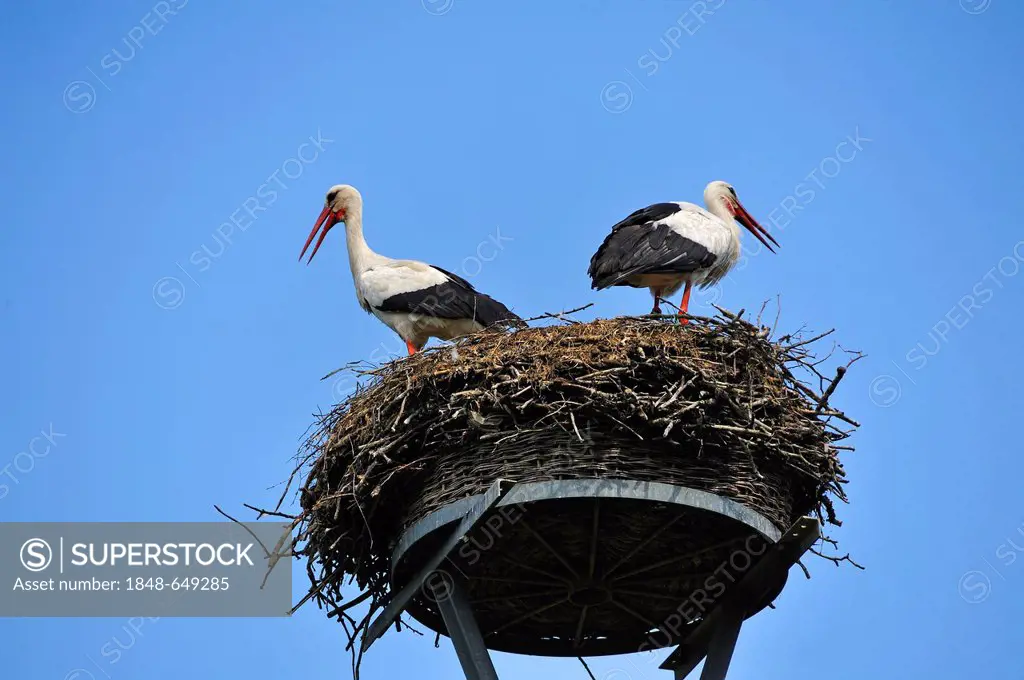 Pair of White Storks (Ciconia ciconia) on a nest against the blue sky, Kuhlrade, Mecklenburg-Western Pomerania, Germany, Europe