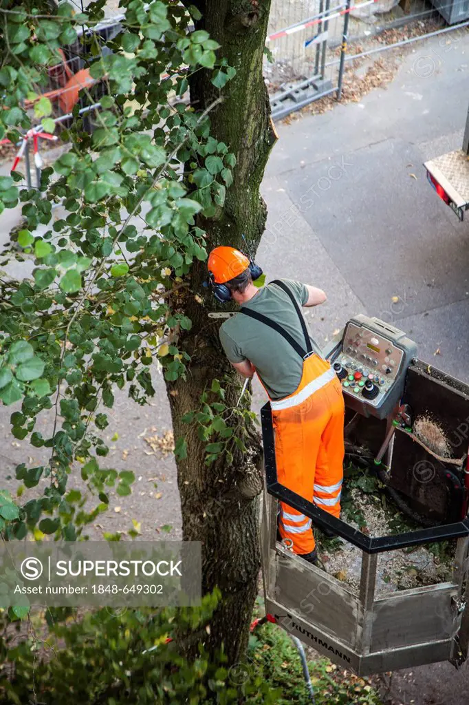 Tree cutting work, thinning the branches of a tree on a street, worker in a cherry picker or boom lift cutting the old and dead branches at the crown,...
