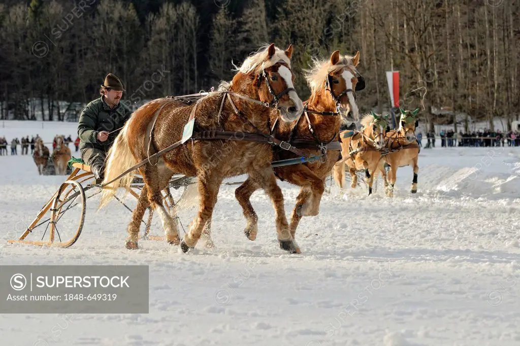 Sleigh race for Haflinger carriage and pairs in Parsberg, Upper Bavaria, Bavaria, Germany, Europe