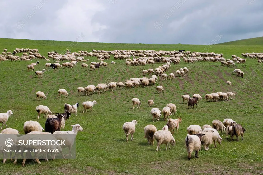 Flock of sheep, Davit Gareja, Georgia, Middle East
