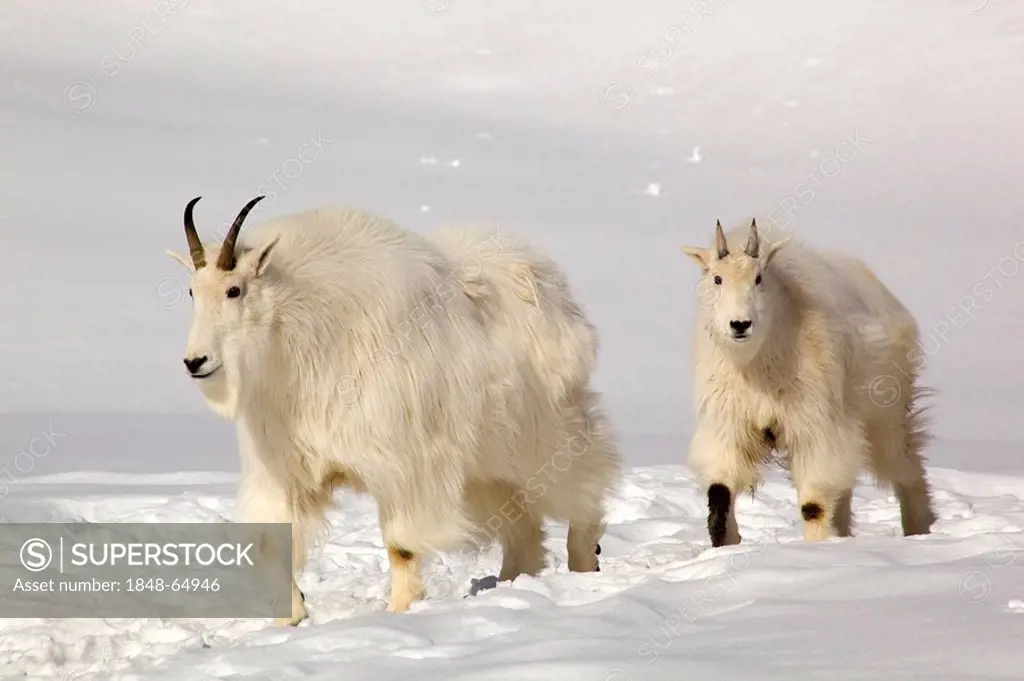Mountain Goat (Oreamnos americanus), Rocky Mountain Goat, female and young, nanny goat with kid, Yukon Territory, Canada