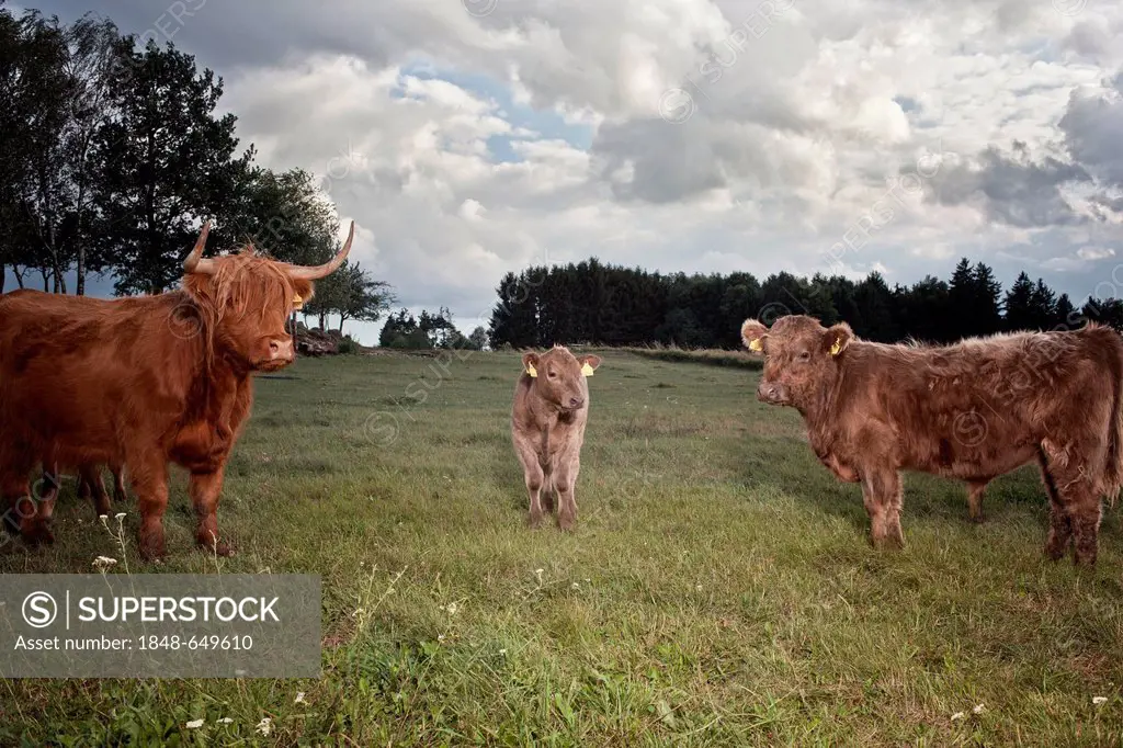 Highland cattle (Bos primigenius taurus), Austria, Europe