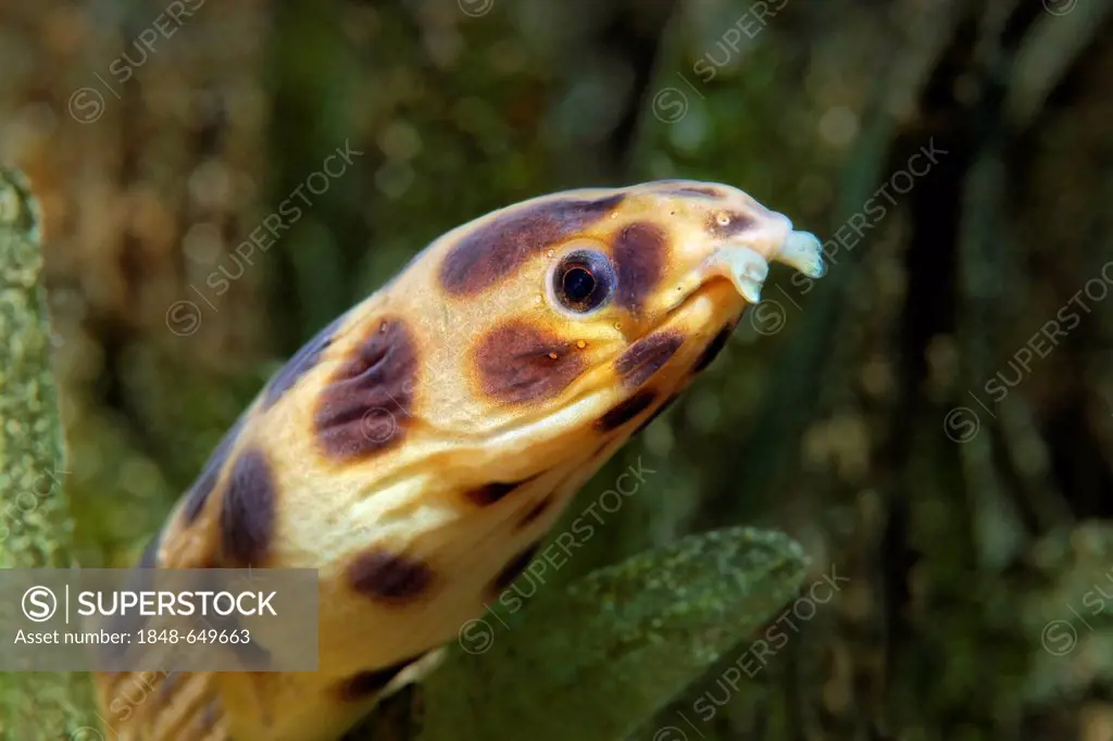 Spottet Snake Eal (Myrichthys maculosus) looking out of sea weed, head, portrait, Hashemite Kingdom of Jordan, Red Sea, Western Asia