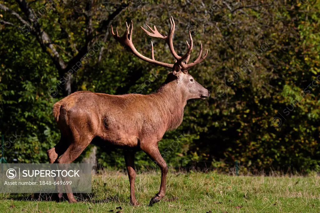 Red Deer (Cervus elaphus), running stag, Silz, Pfalz, Rhineland-Palatinate, Germany, Europe