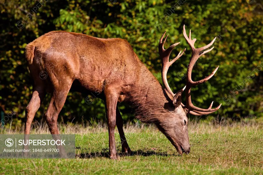 Deer (Cervus elaphus), eating stag, Silz, Pfalz, Rhineland-Palatinate, Germany, Europe