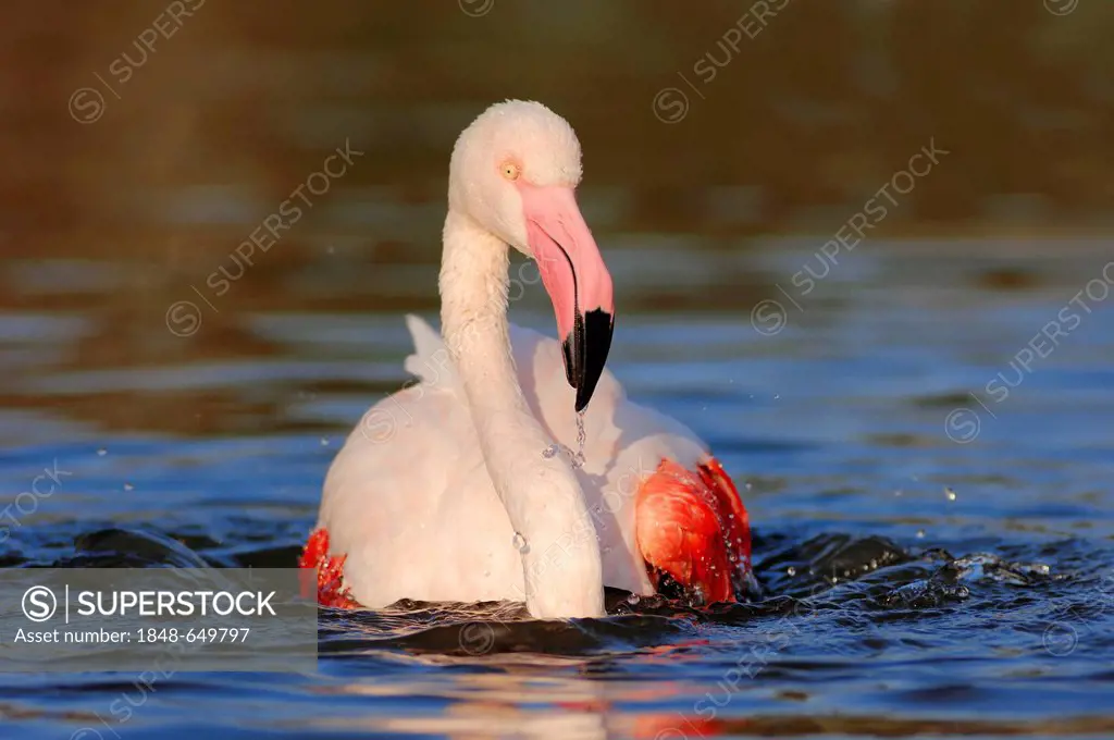 Greater flamingo (Phoenicopterus ruber roseus), bathing, Camargue, Provence, Southern France, France, Europe