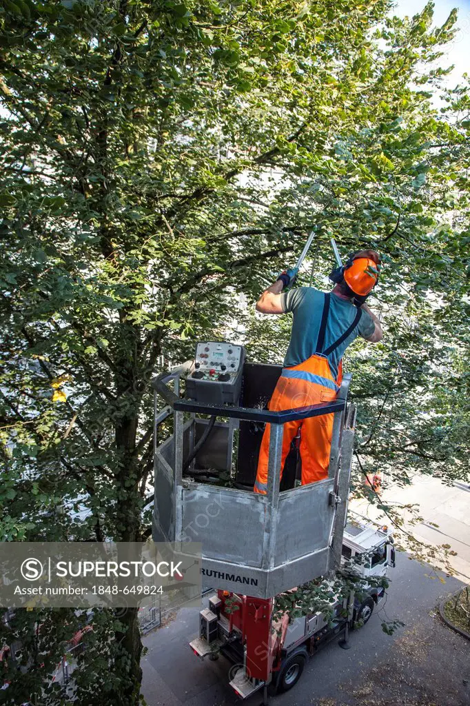 Tree cutting work, thinning the branches of a tree on a street, worker in a cherry picker or boom lift cutting the old and dead branches at the crown,...