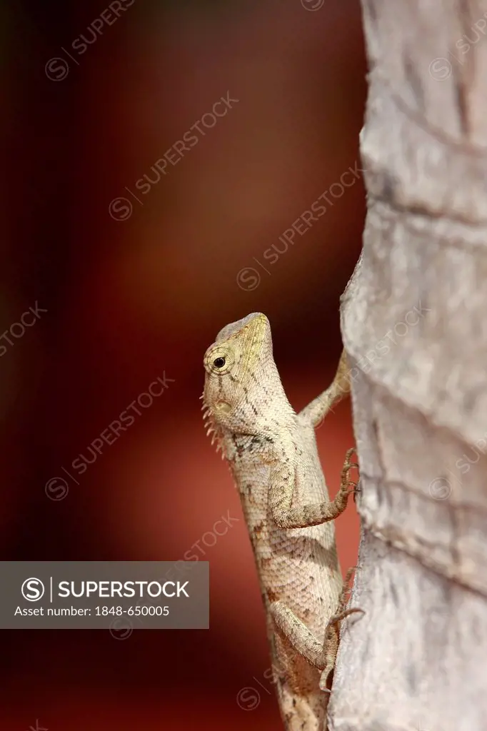 Gecko (Gekkonidae), Mui Ne, Vietnam, Asia