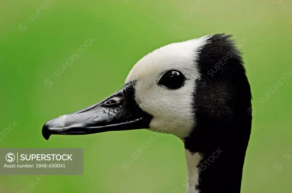 White-faced Whistling Duck (Dendrocygna viduata), portrait, Madagascar, Africa