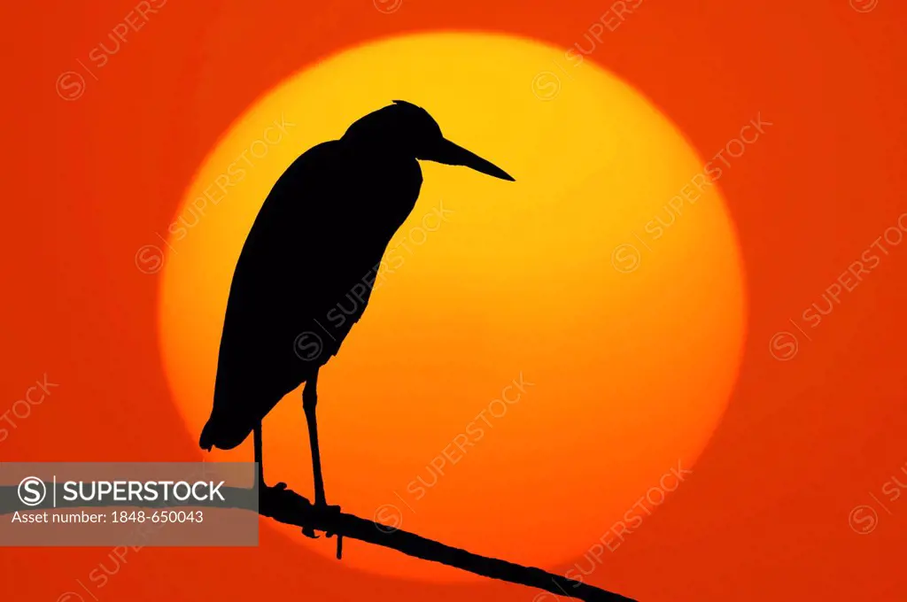 Grey Heron (Ardea cinerea) at sunset, North Rhine-Westphalia, Germany, Europe, digital composing