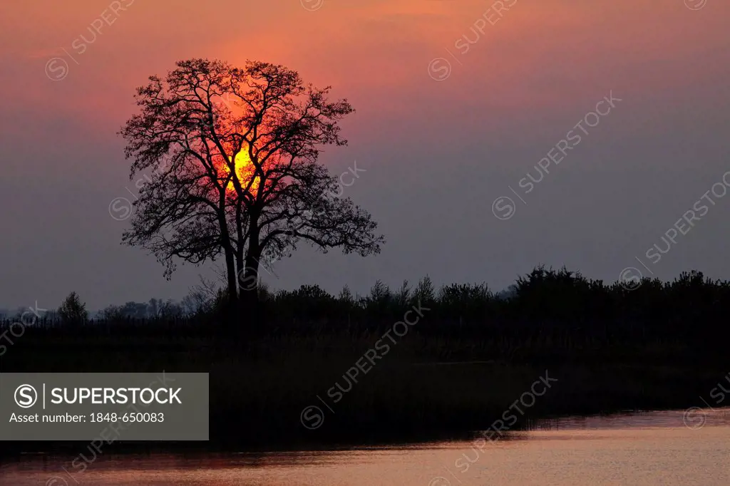 Sunset on the lake with tree, Nationalpark Neusiedlersee national park, Burgenland, Austria, Europe