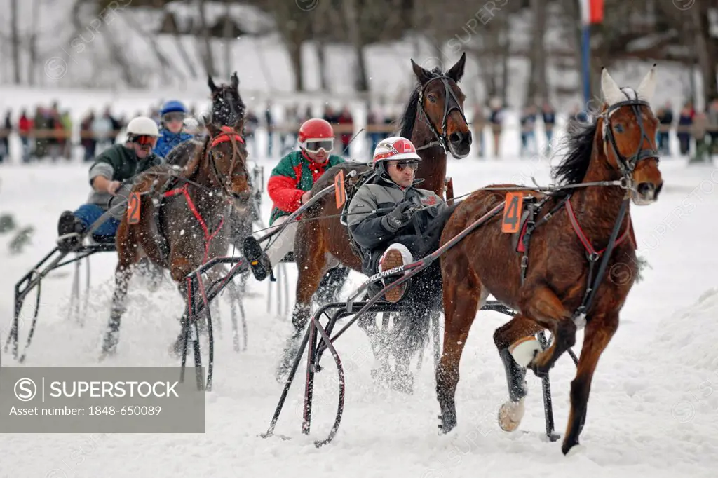 Traber show driving at the horse-sleigh race in Parsberg, Upper Bavaria, Bavaria, Germany, Europe