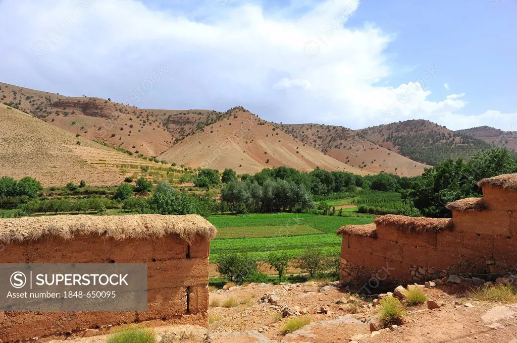 Landscape, river valley with fields in the High Atlas mountains, adobe brick walls covered with straw at front, Ait Bouguemez Valley, High Atlas Mount...