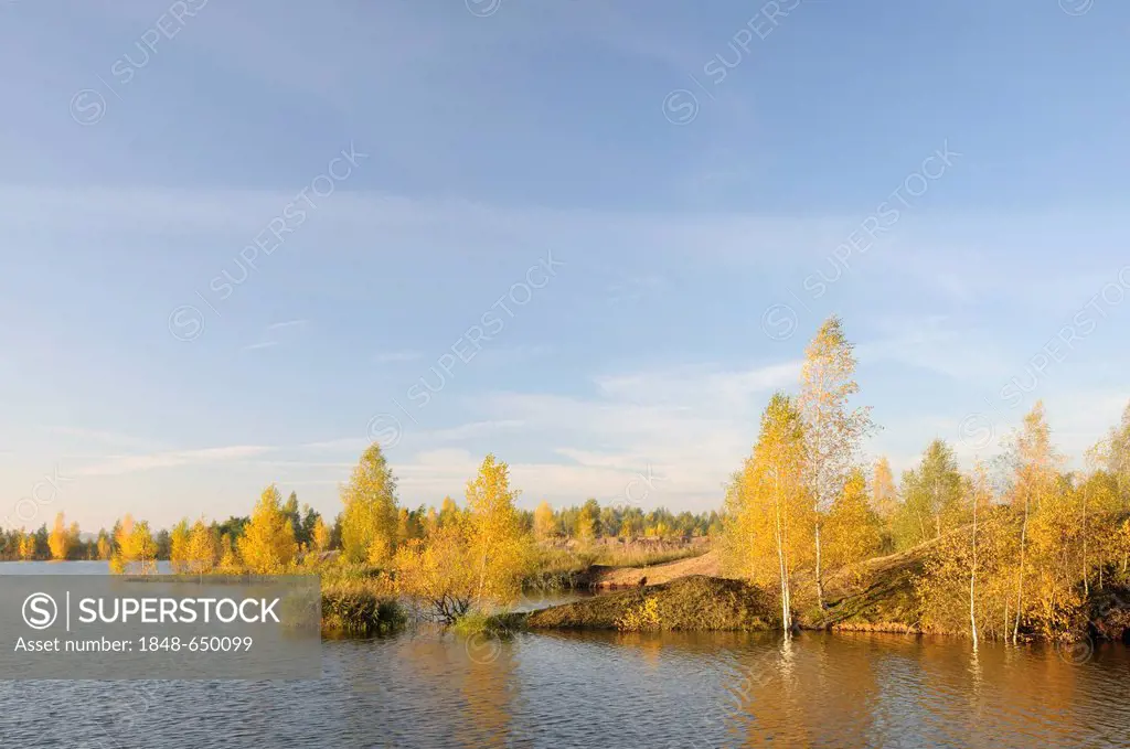 Birch trees in a renatured open-cast mining landscape, Saxony, Germany, Europe