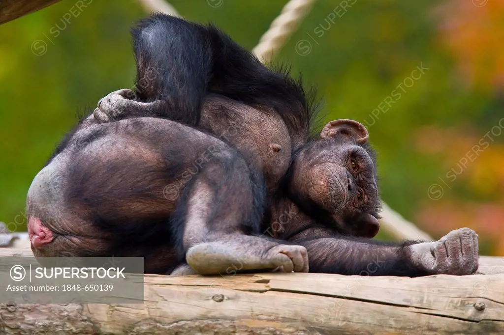 Chimpanzee (Pan troglodytes), resting