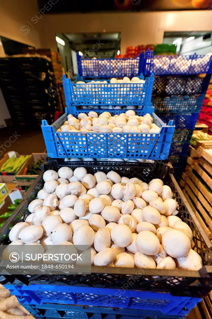 Fresh mushrooms in plastic boxes in the wholesale for fresh produce, fruit and vegetables, Frankfurt, Hesse, Germany, Europe