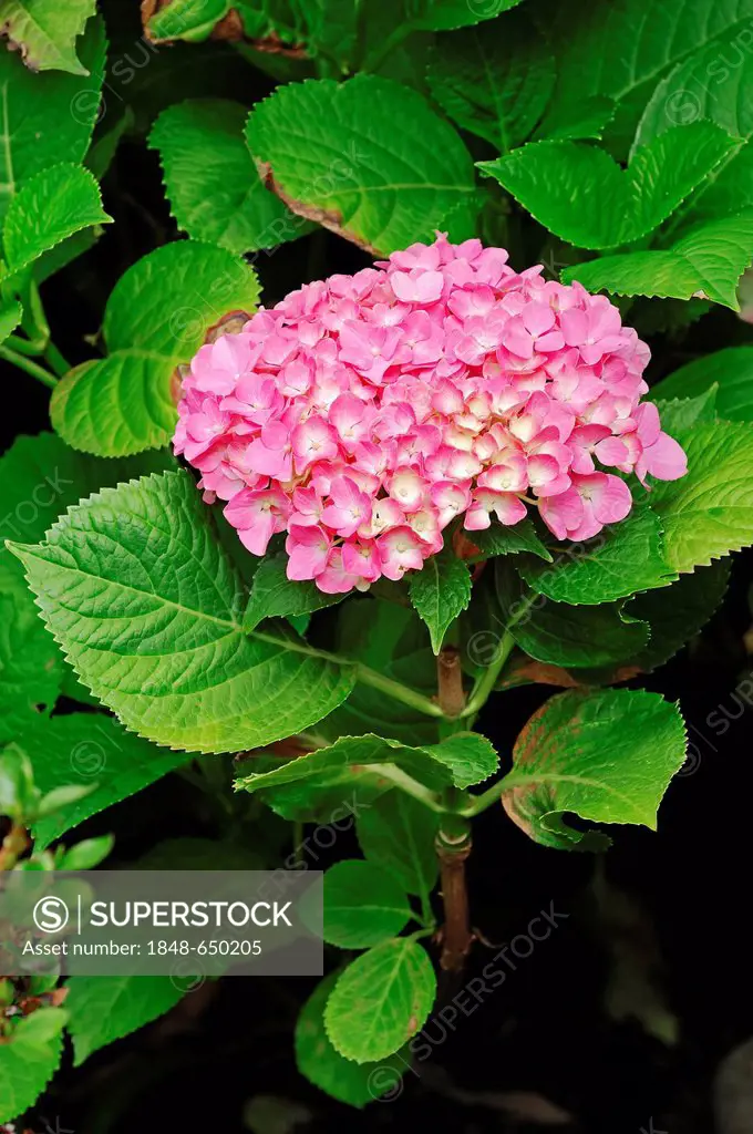 Bigleaf Hydrangea, Lacecap Hydrangea, Mophead Hydrangea, Penny Mac or Hortensia (Hydrangea macrophylla)