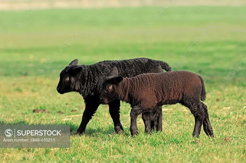 Domestic Sheep (Ovis orientalis aries), two lambs on a pasture, North Holland, Netherlands, Europe