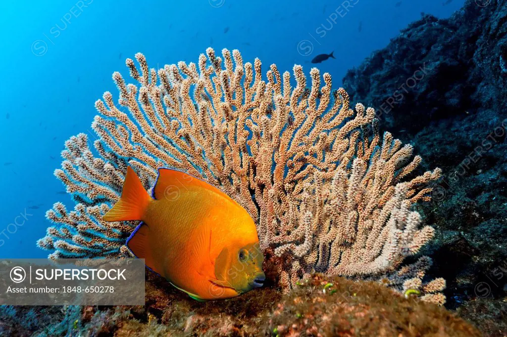 Clarion angelfish (Holacanthus clarionensis) and a small sea fan, San Benedicto Island, near Socorro, Revillagigedo Islands, archipelago, Mexico, east...