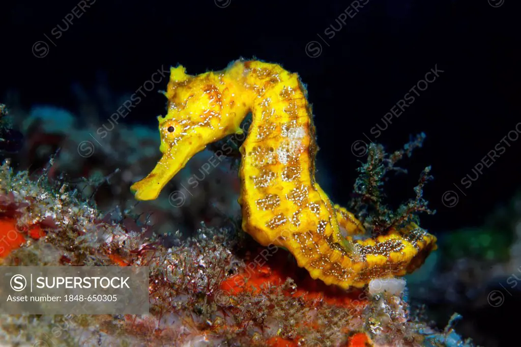 Slender seahorse (Hippocampus reidi) sitting on substrate, Ponta de Sao Vicente, Isabella Island, Albemarle, Galapagos Islands, a UNESCO World Natural...