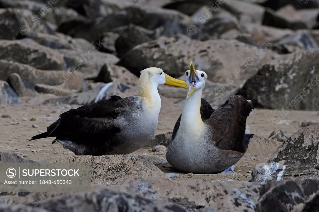 Galapagos Albatross or Waved Albatross (Phoebastria irrorata), Española Island, Galapagos Islands, UNESCO World Heritage Site, Ecuador, South America