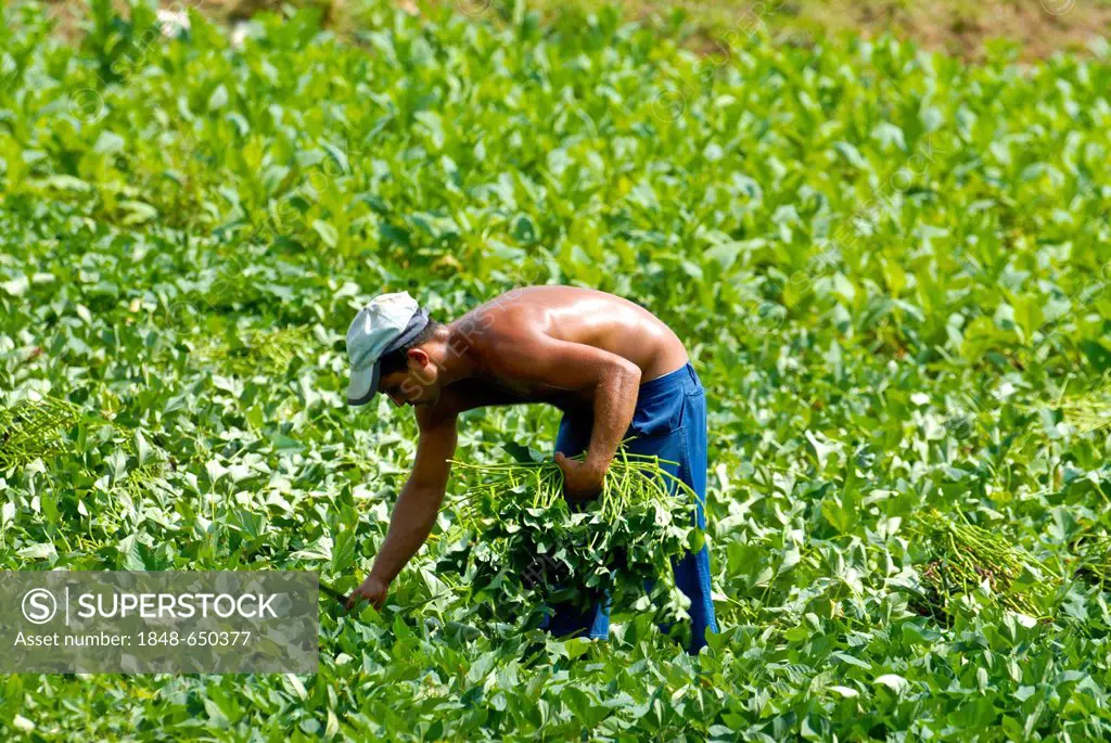 Man working in the tobacco field, Vinales, Cuba, Caribbean