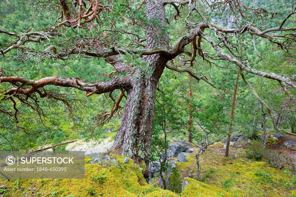 Gnarled tree, Norway, Scandinavia, Europe