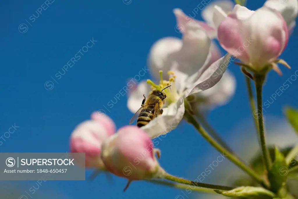 Bee in a calyx, apple blossom