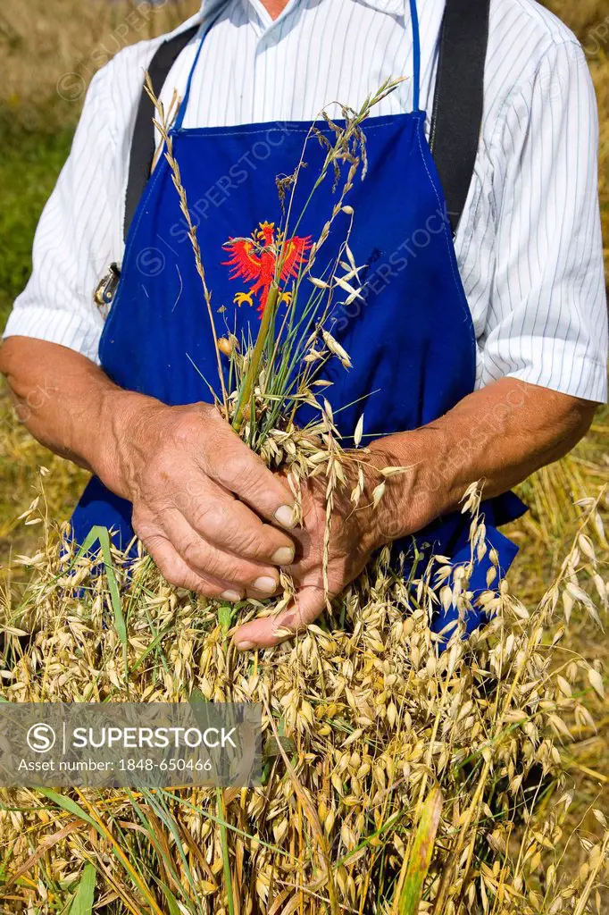Man harvesting hay, Alto Adige, Italy, Europe