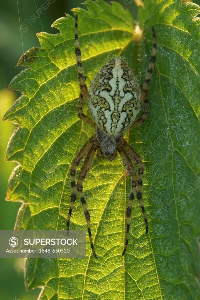 Oak Spider (Aculepeira ceropegia), Bad Hersfeld, Hesse, Germany, Europe