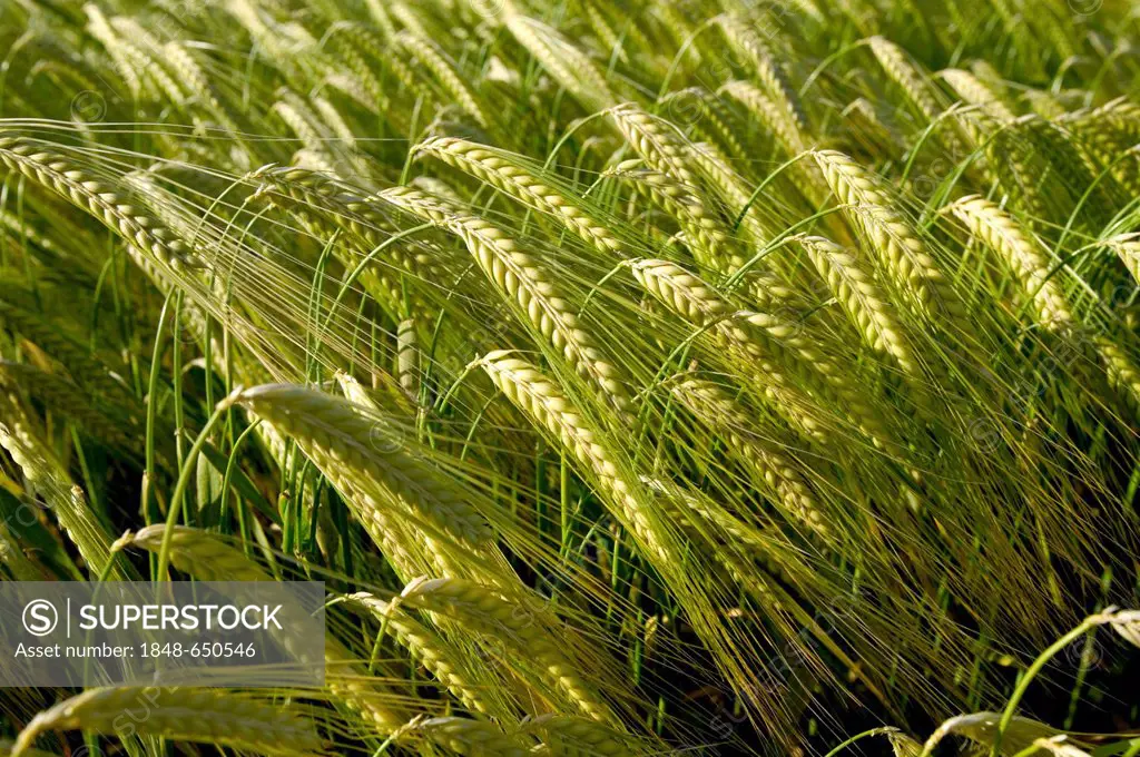 Field of barley, Limagne plain, Puy de Dome, Auvergne, France, Europe