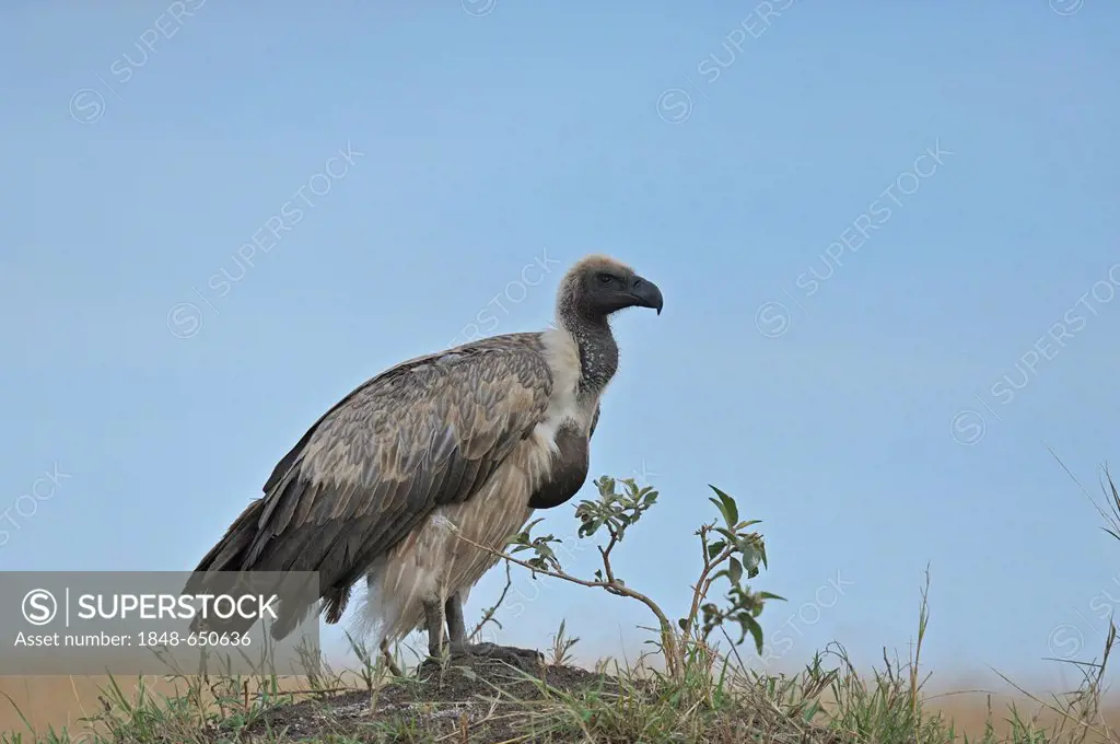 White-backed Vulture (Gyps africanus) sitting on a termite mound in Masai Mara, Kenya, Africa
