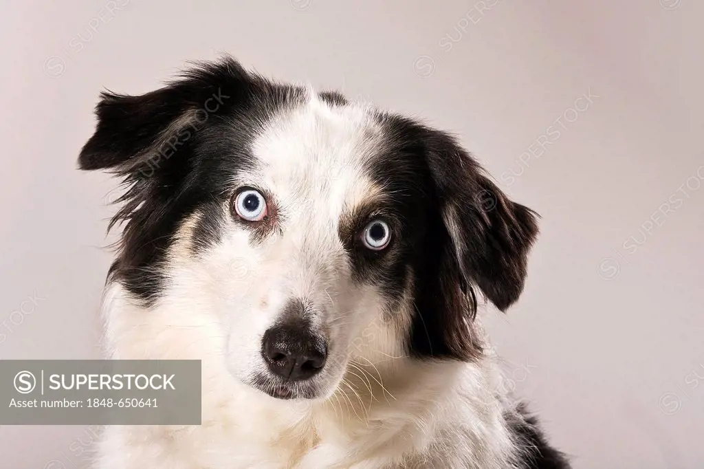 Australian Shepherd dog, portrait