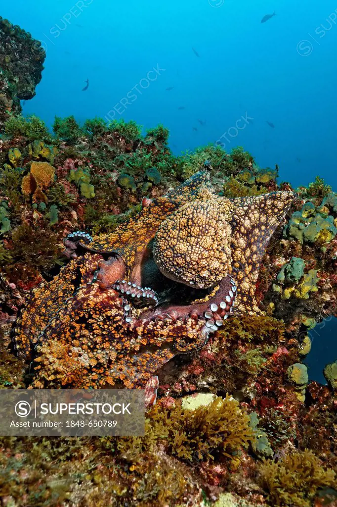 Common octopuses (Octopus vulgaris) mating on a reef covered with algae and sponges, San Benedicto Island, near Socorro, Revillagigedo Islands, archip...