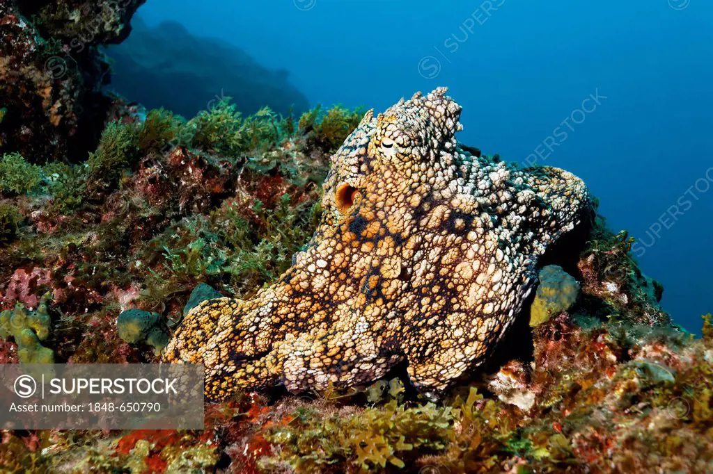 Common octopus (Octopus vulgaris) sitting on a reef covered with algae and sponges, San Benedicto Island, near Socorro, Revillagigedo Islands, archipe...
