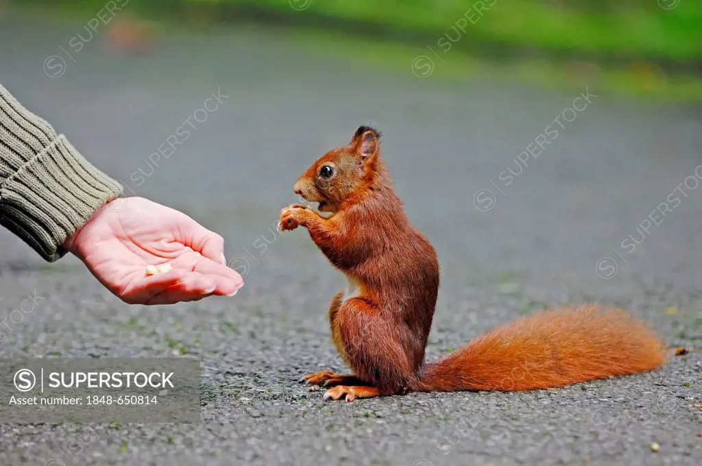 Squirrel (Sciurus vulgaris) being fed by hand, North Rhine-Westphalia, Germany, Europe