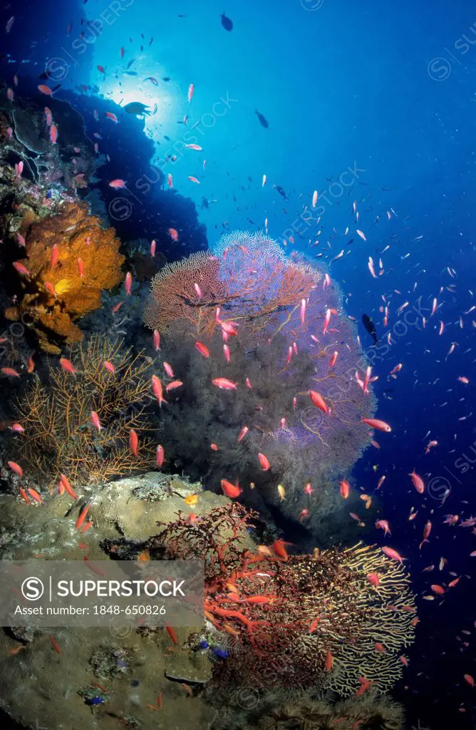 Colourful underwater landscape with soft corals and sea fans, Philippines, Asia