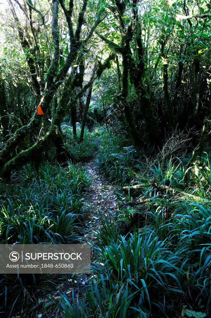 Orange markings showing the way to hikers in New Zealand, Te Rereatukahia Loop Track, Kaimai Mamaku Forest Park, Bay of Plenty, New Zealand