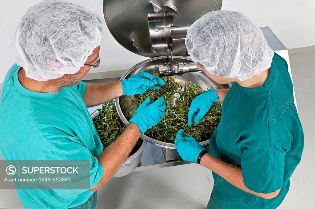 Eyebright (Euphrasia) being processed in a blender at a natural remedy company