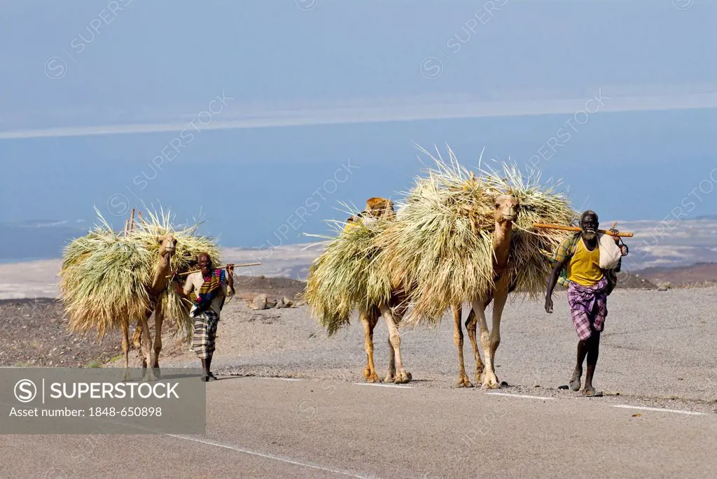 Camel caravan at Lake Assal, Djibouti, East Africa, Africa