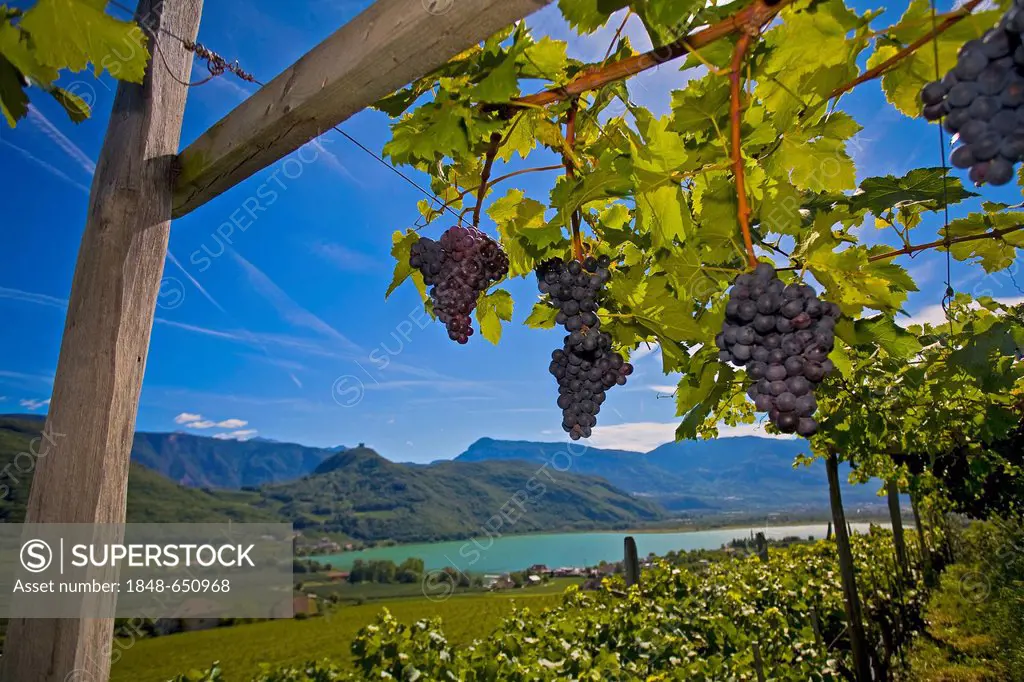 Vineyards around the Kalterer See or Lake Kalterer, South Tyrol, Italy, Europe