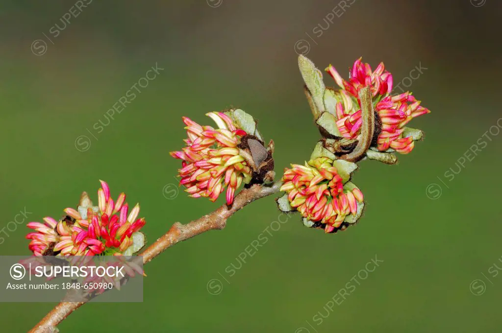 Persian Ironwood (Parrotia persica), flowering branch, native to Iran and the Caucasus, garden plant, ornamental trees and shrubs