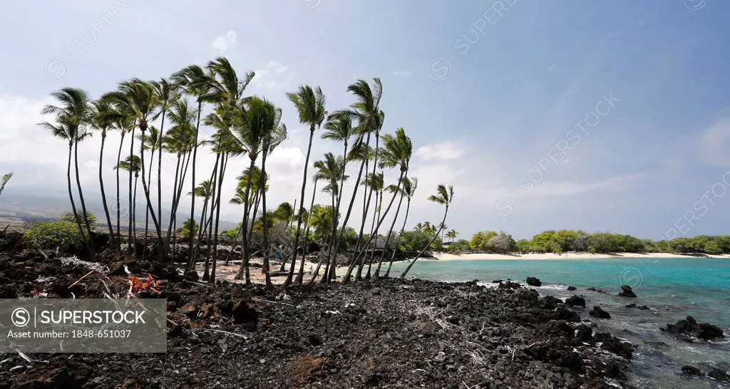 An oasis on a beach, white sand beach with palm trees surrounded by a lava field, Kona Coast, Big Island of Hawaii, USA