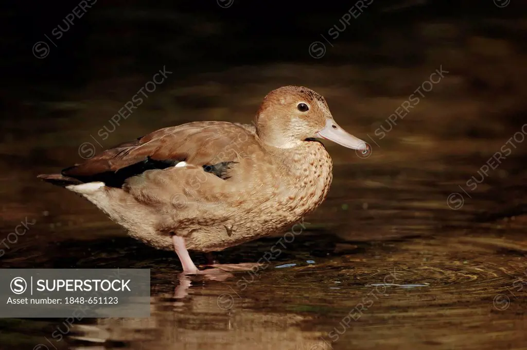 Ringed Teal (Callonetta leucophrys), female, from South America, escaped from captivity, North Rhine-Westphalia, Germany, Europe