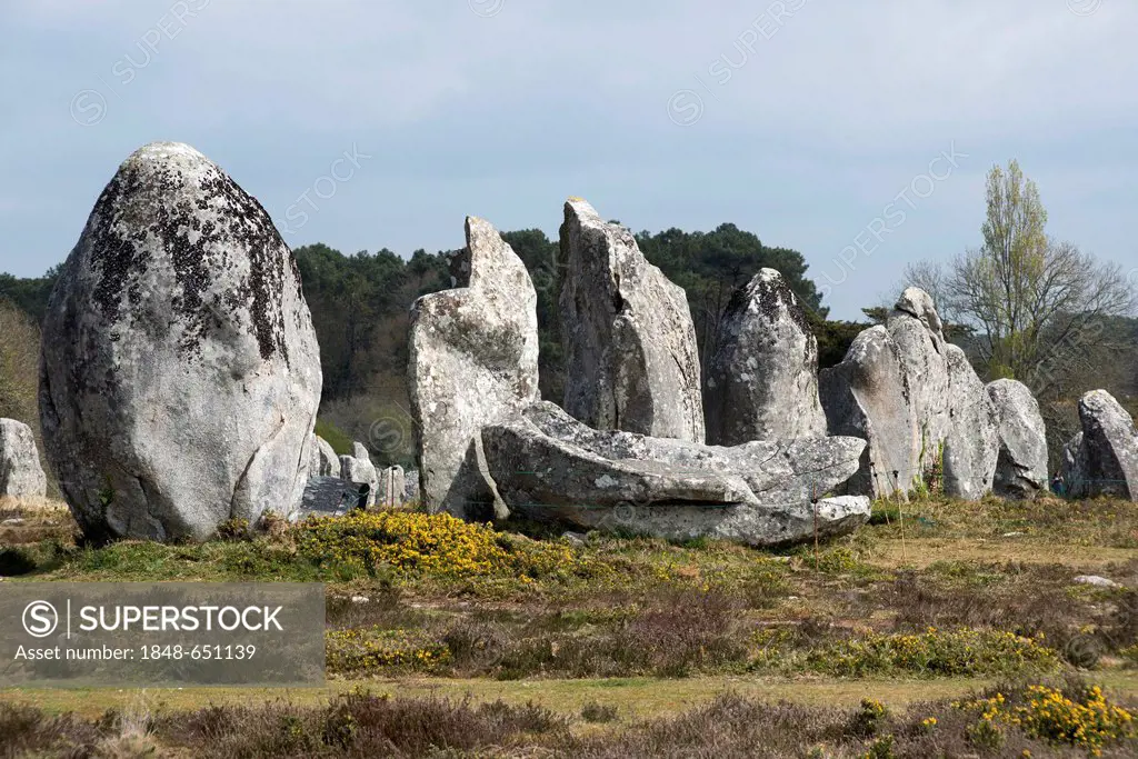 Standing stones, menhirs, in a row, Carnac, Département Morbihan, Brittany, France, Europe