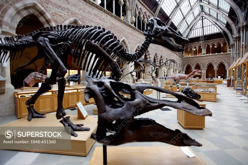 Oxford University Museum of Natural History, University of Oxford, Oxford, Oxfordshire, England, United Kingdom, Europe