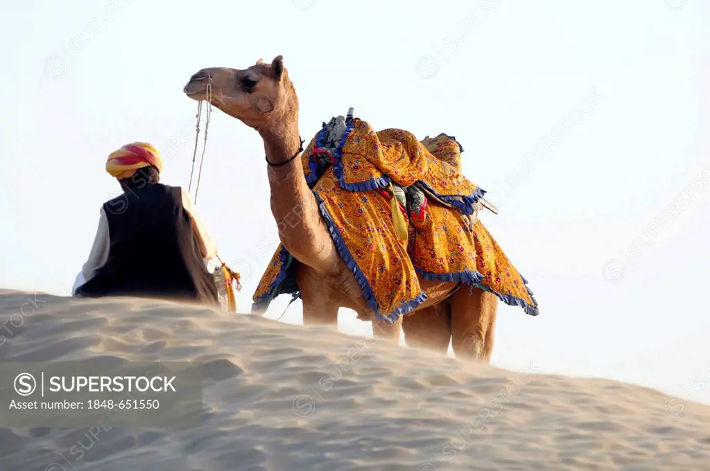 Indian man wearing a traditional dhoti and a turban, with his dromedary camel in the Thar desert, Rajasthan, India, Asia