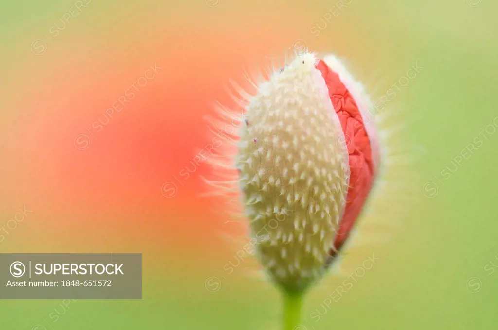 Poppy (Papaver rhoeas), with emerging flower, Haren, Emsland region, Lower Saxony, Germany, Europe